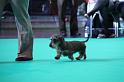 Crufts_dachshunds 033